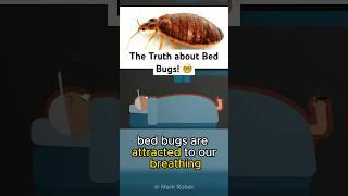 The Truth about Bed Bugs! #shorts