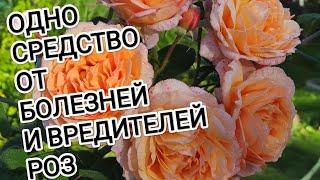 РОЗЫ. ОТ ВСЕХ БОЛЕЗНЕЙ И ВРЕДИТЕЛЕЙ ПОМОЖЕТ ОДНО ЗАБЫТОЕ СРЕДСТВО.