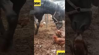 animal action video how to funny videos