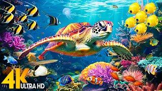 [NEW] 11HR Stunning 4K Underwater footage - Rare & Colorful Sea Life Video-Relaxing Sleep Music #77