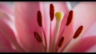 Reveal the bioenergetics of pollen tube growth that sustain its rapid growth - Dr Boon Leong LIM