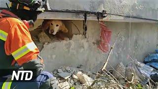 Как спасли собаку и кота из-под завалов в Турции