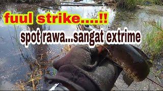 casting haruan di spot sangat extrime auto panen strike