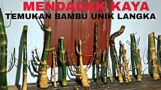 Mendadak Viral‼️Kami Menemukan Bambu Unik Sabdo Jalu Puncak, Dampit Dan Bambu Unik Langka Lainya