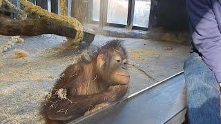 Watch: Baby orangutan flips out over magic trick