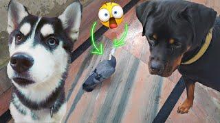 My Dogs on kabutar || Dog Can Talk part 54 || Rottweiler, Husky, REVIEW RELOADED