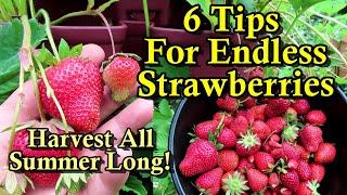 6 Tips for Massive Strawberry Harvests All Summer Long: First Production Care & Growing Strategies