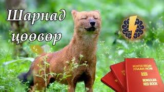 Шарнад цөөвөр - Cuon alpinus / Монгол улсын улаан ном / #1
