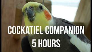 Cockatiel Companion 5 HOURS OF COCKATIELS!!!