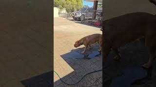 Teddy and Panda enjoying the sprinkler.....gotta love Perth summer's ️