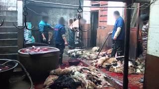 REVEALED: Dogs Skinned Alive for Leather