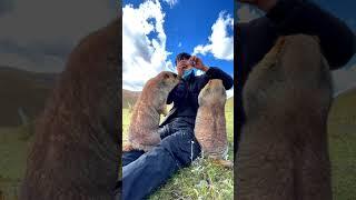 Cute Wild animal bobak marmot or prairie dog eating cookies yummy 27