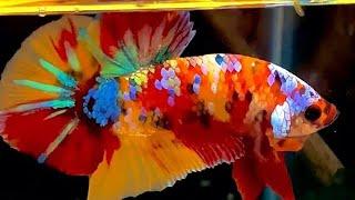 247" Stunning Betta Fish Color Combinations You Need to See!" Imported Betta Fish Breeding