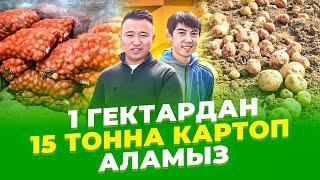 Жаңа технология! Бір гектардан 3 млн тг табыс, ҚАЛАЙ? Картоп өсіру. Картоп өсіру технологиясы.