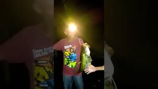 Mancing tapah di malam hari pakai umpan ikan hidup 