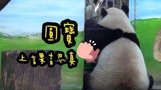 圓寶上課很認真，圓寶說：偶要積極吃點心|熊貓貓熊The Giant Panda Yuan Yuan and Yuan Bao|台北市立動物園