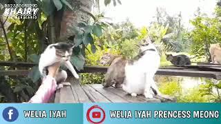 Ratu Kucing Amuntai PRENCESS MEONG