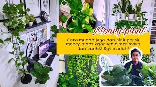 TIPS MUDAH JAGA & BIAK POKOK MONEY PLANT! WOW MUDAH SAJA! CANTIK SANGAT POKOK2 NI!