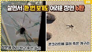 살면서 한 번 보기도 어려운 신기한 장면들 6탄