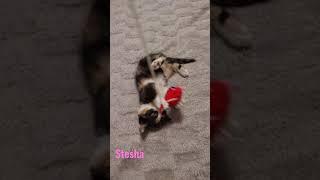 Stesha  #cats #котёнок #pet #animals #videokitten #виделиводео #rec