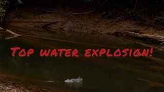 Top Water Explosion! Hampala on Popper | Sebarau | Short Vid. #Borneo #Castingsungaipergunungan