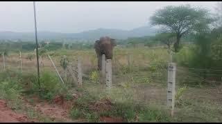 Big Elephant breaking agriculture land solar fencing in Anchetty