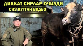 ДИККАТ ДИККАТ СИРЛАР ОЧИЛДИ БУ ГАРМОНМИ ЁКИ ??? СИЗ КУТГАН ВИДЕО !!! ХОРАЗМ БОЗОР