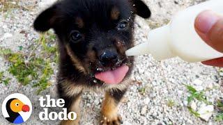 Study Abroad Student Finds A Puppy On The Beach, And...️ | The Dodo