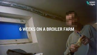 Broiler chicken farming - an activist works undercover