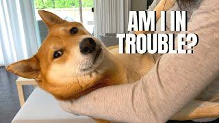 TIMEOUT a Shiba in Trouble | Super Shiba