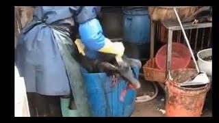 Woman Slaughter Black Goat Animal | Woman Butcher