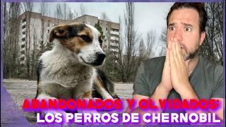 Las víctimas olvidadas: ¿Qué pasó con los perros de Chernóbil? Breve documental