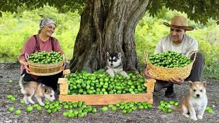 Hermit Family Harvesting Fresh Walnuts in Mountain Village! Traditional Oriental Walnut Jam Recipe