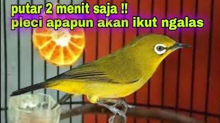 Burung Pleci Gacor Ngalas Nembak || Pancingan Pleci Ngalas