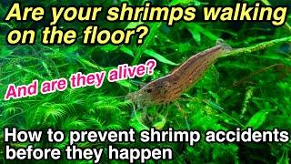 Three common problems that occur in your planted aquarium with shrimps ADA natureaquarim Amanoshrimp