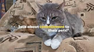 When Did Cats Become Domesticated | A Brief History Of Cats - GetHappy Wellness #catsvideo