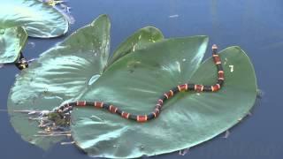 DEADLIEST SNAKE IN AMERICA - POISONOUS CORAL SNAKE SWIMS FAST ON THE WATER