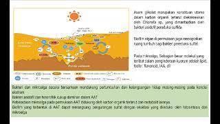 REMEDIASI AIR TAMBANG MENGGUNAKAN BIOFILM MIKROALGA-BAKTERI | Presentasi - Bioremediasi