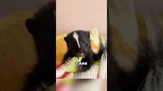 A couple rescues a skunk and discovers unforgettable joy