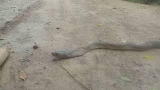 king Cobra/Cobra snake/biggest snake/Jogi ko bolaya#snake#cobra#naag