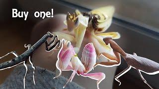 Where to buy a Praying Mantis! | Pet Praying Mantis