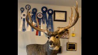 Mounting a Massive Mule Deer 