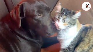 A Kitten Joined Resident Dog & Cat｜PECO
