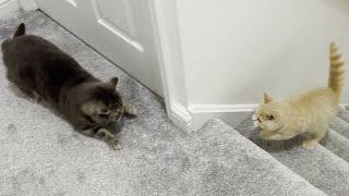 New Kitten Scares Cat