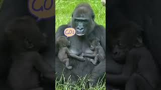 Gorilla plays with Baby gorillas ️ Funny video #shorts #funnyanimals #gorilla #funnyvideo