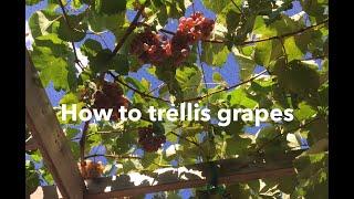 How to trellis grapes: build a trellis, prune a vine