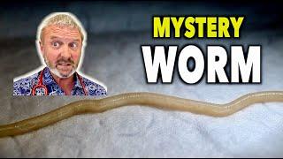 WE FOUND A WORM IN HIS RECTUM... (What Type Could It Be?) | Dr. Paul