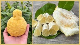 Цитрус Санбокан (сладкий лимон). Citrus sulcata Sanbokan. 🪴