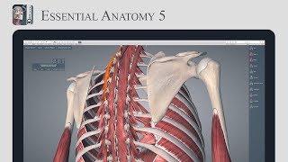 Essential Anatomy System Series: Muscles