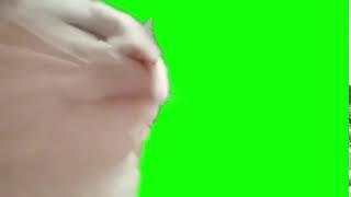 Download  «Meme: Cat Vibing - Footage on Green Screen»